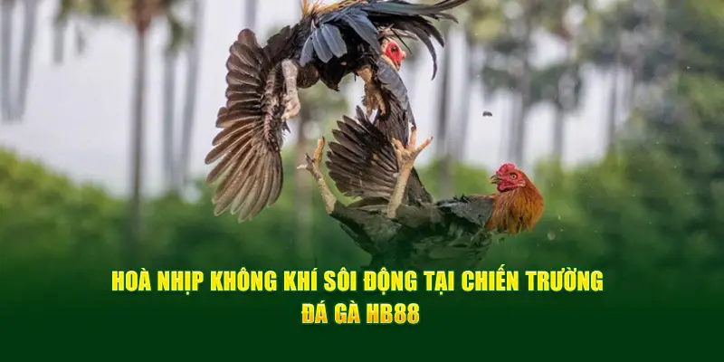 Trực tiếp các trận đá gà sôi động